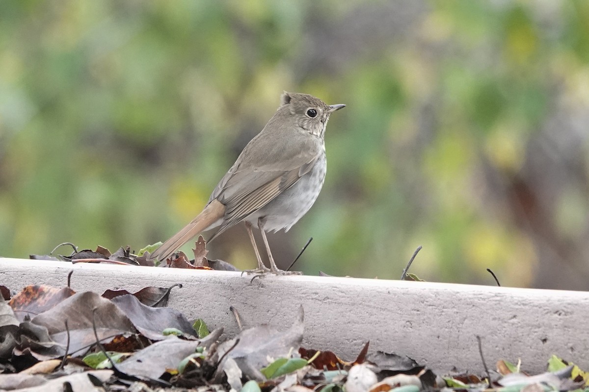 Hermit Thrush - ML524502561