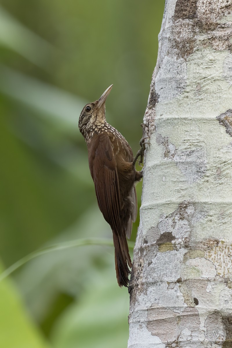 Straight-billed Woodcreeper - ML524503221