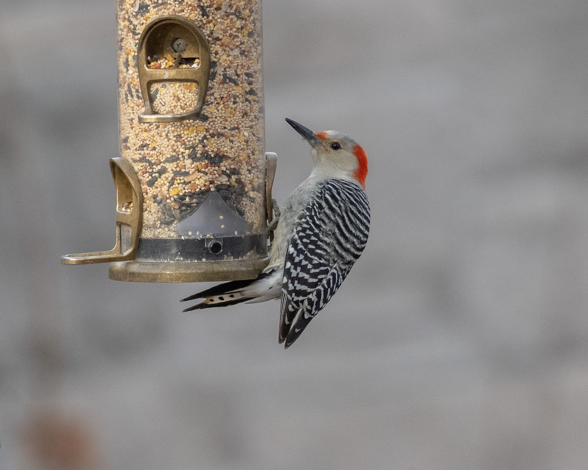 Red-bellied Woodpecker - ML524504601