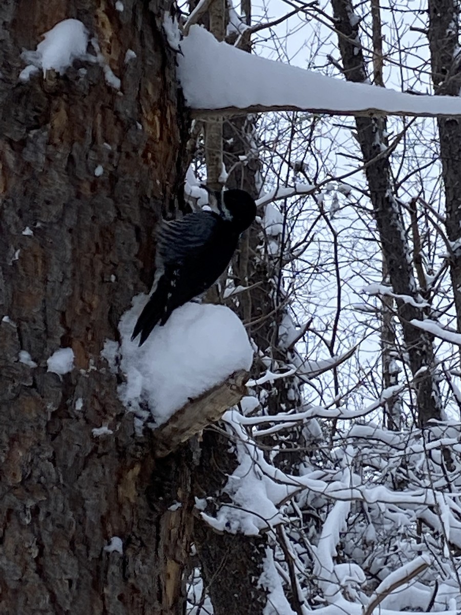 Black-backed Woodpecker - ML524504661