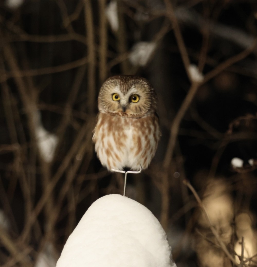Northern Saw-whet Owl - ML524504971