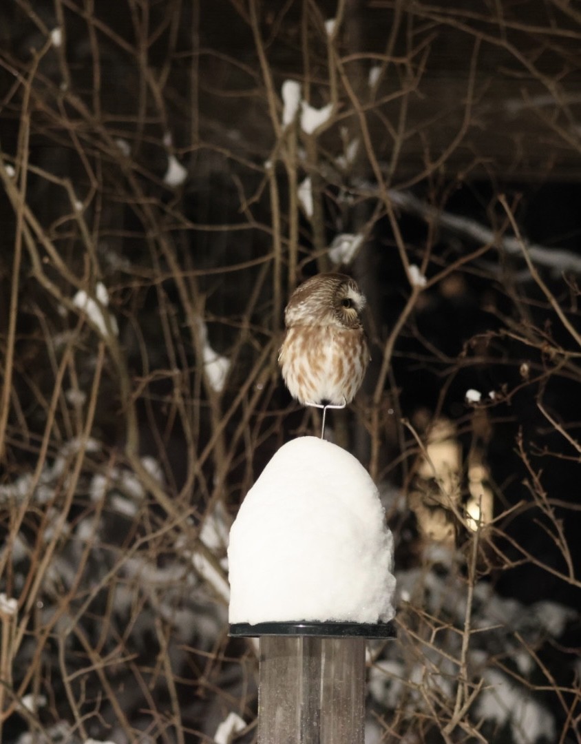Northern Saw-whet Owl - ML524504981