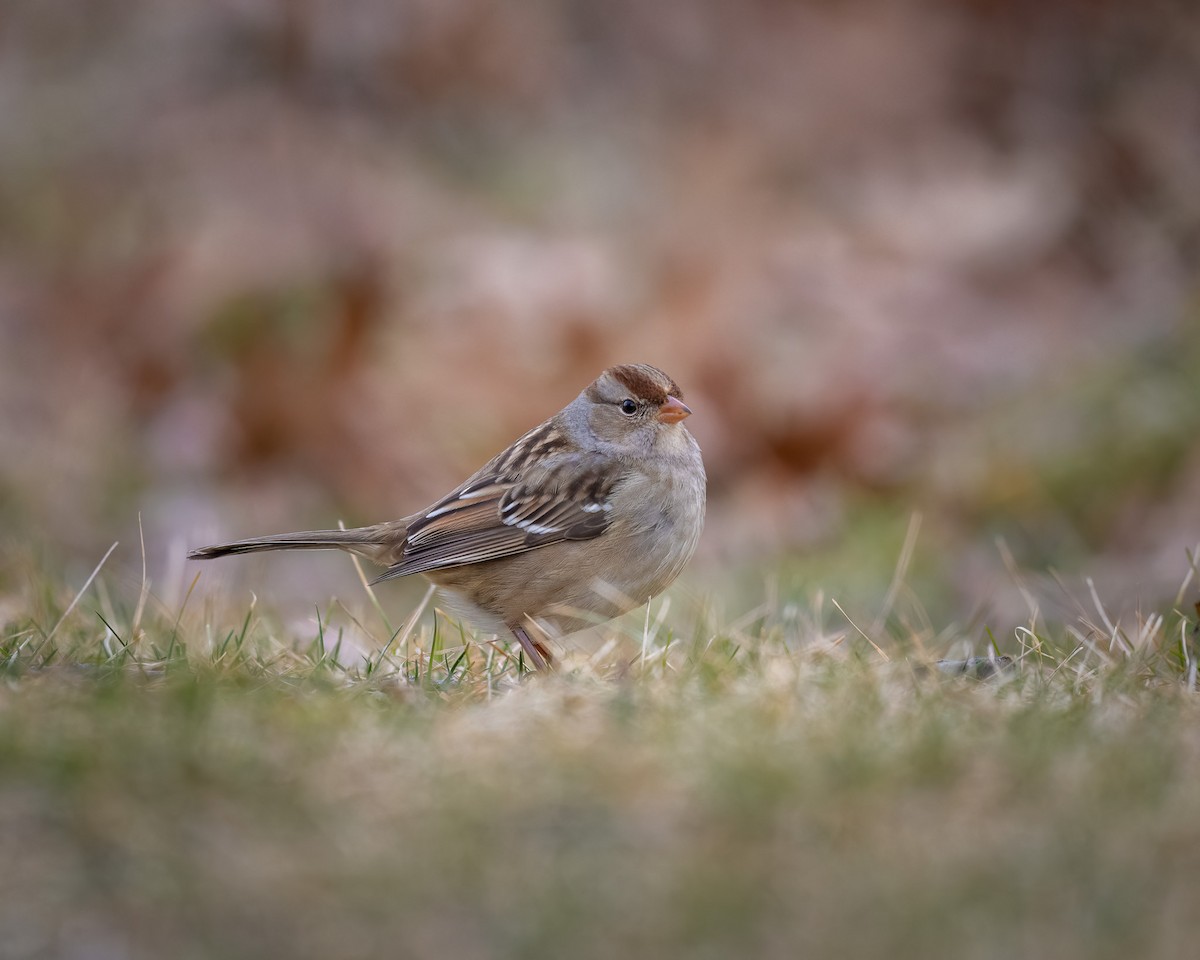 White-crowned Sparrow - ML524505131
