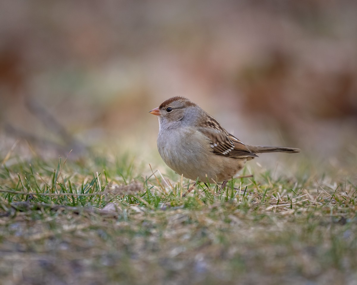 White-crowned Sparrow - ML524505141
