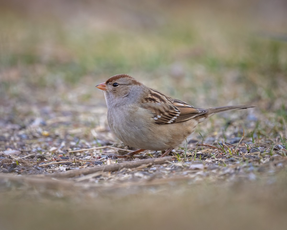 Bruant à couronne blanche - ML524505191