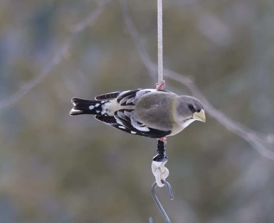 Evening Grosbeak - ML524505861
