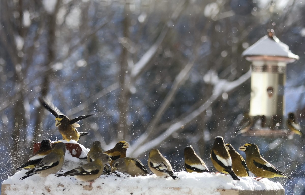 キビタイシメ - ML524505881