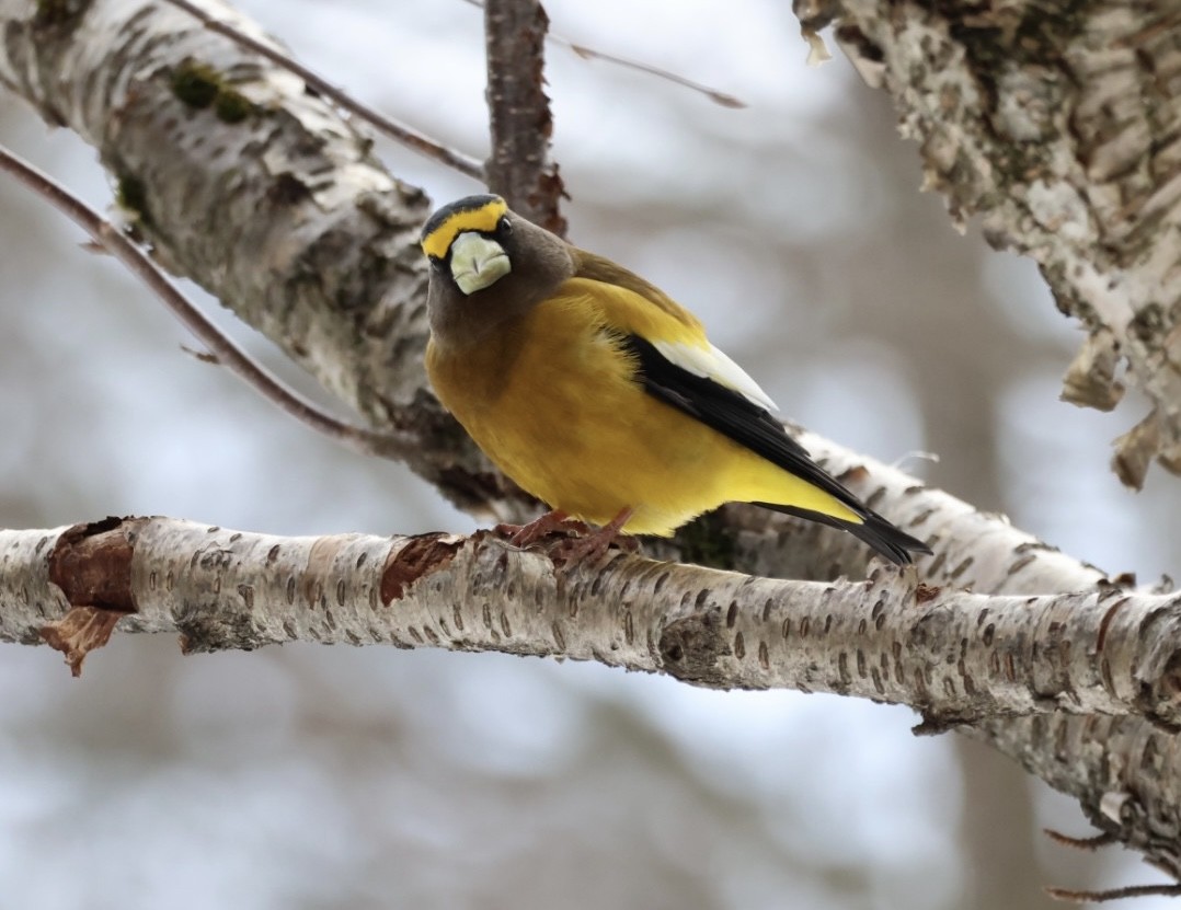 Evening Grosbeak - ML524505891