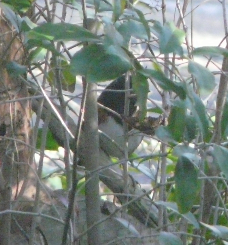 Eastern Towhee - ML524506071