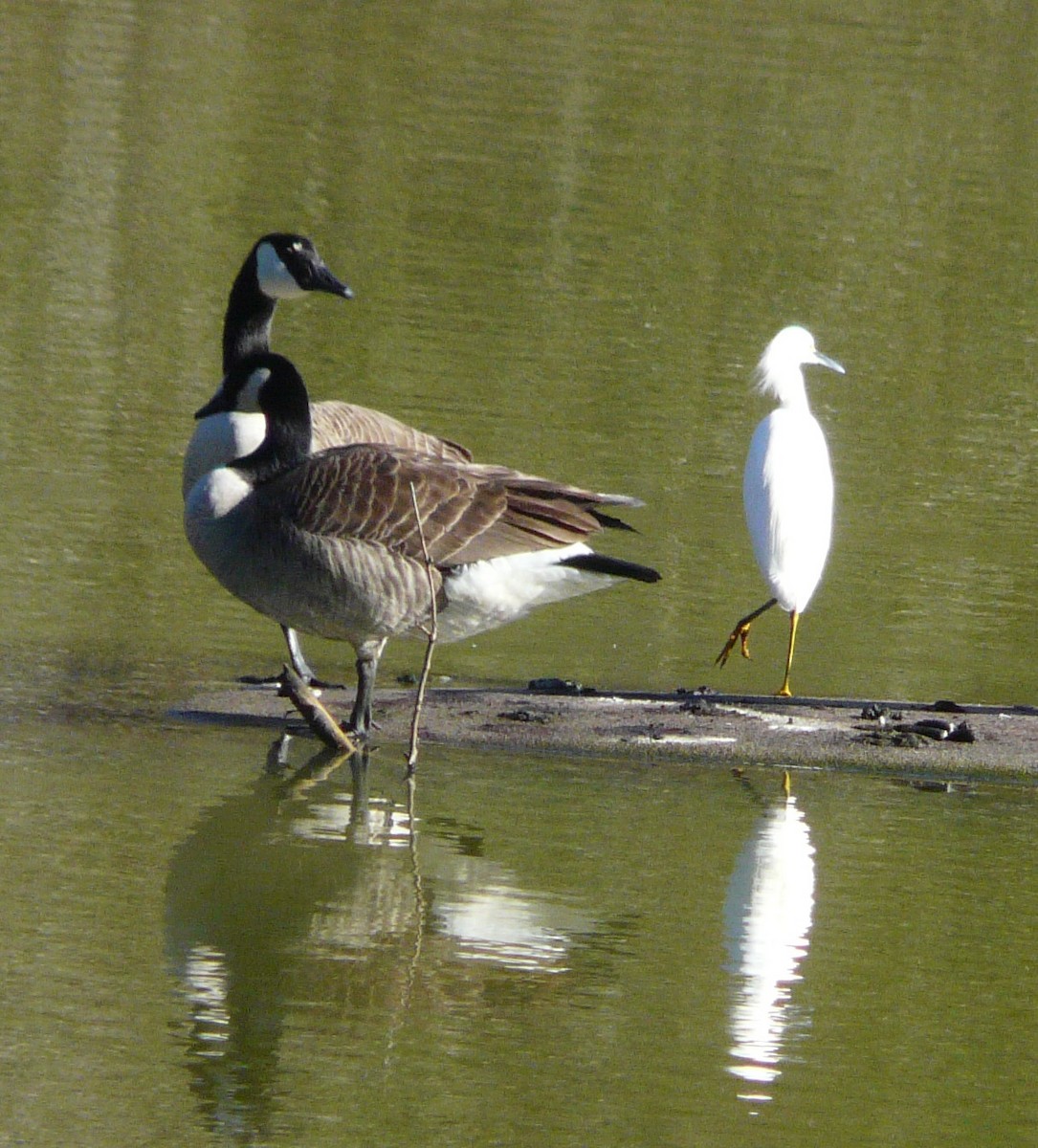 Canada Goose - ML524509291