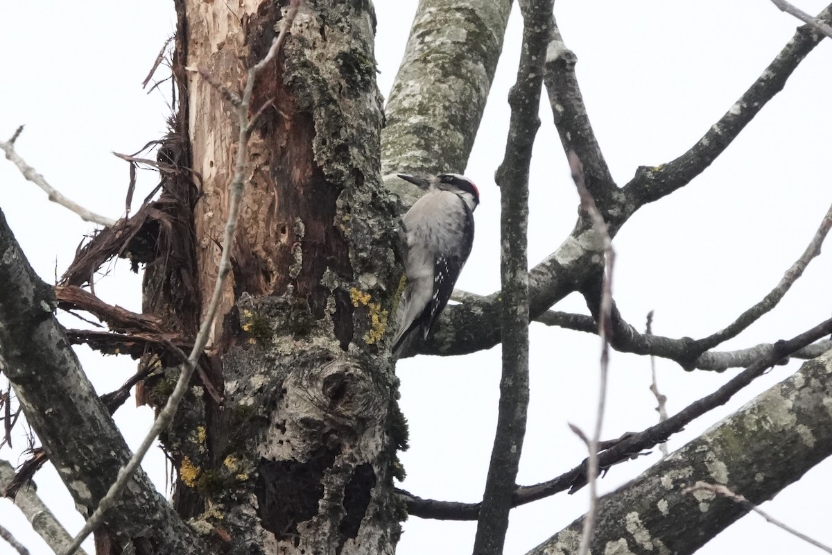 Hairy Woodpecker - Darryl  Fujimoto