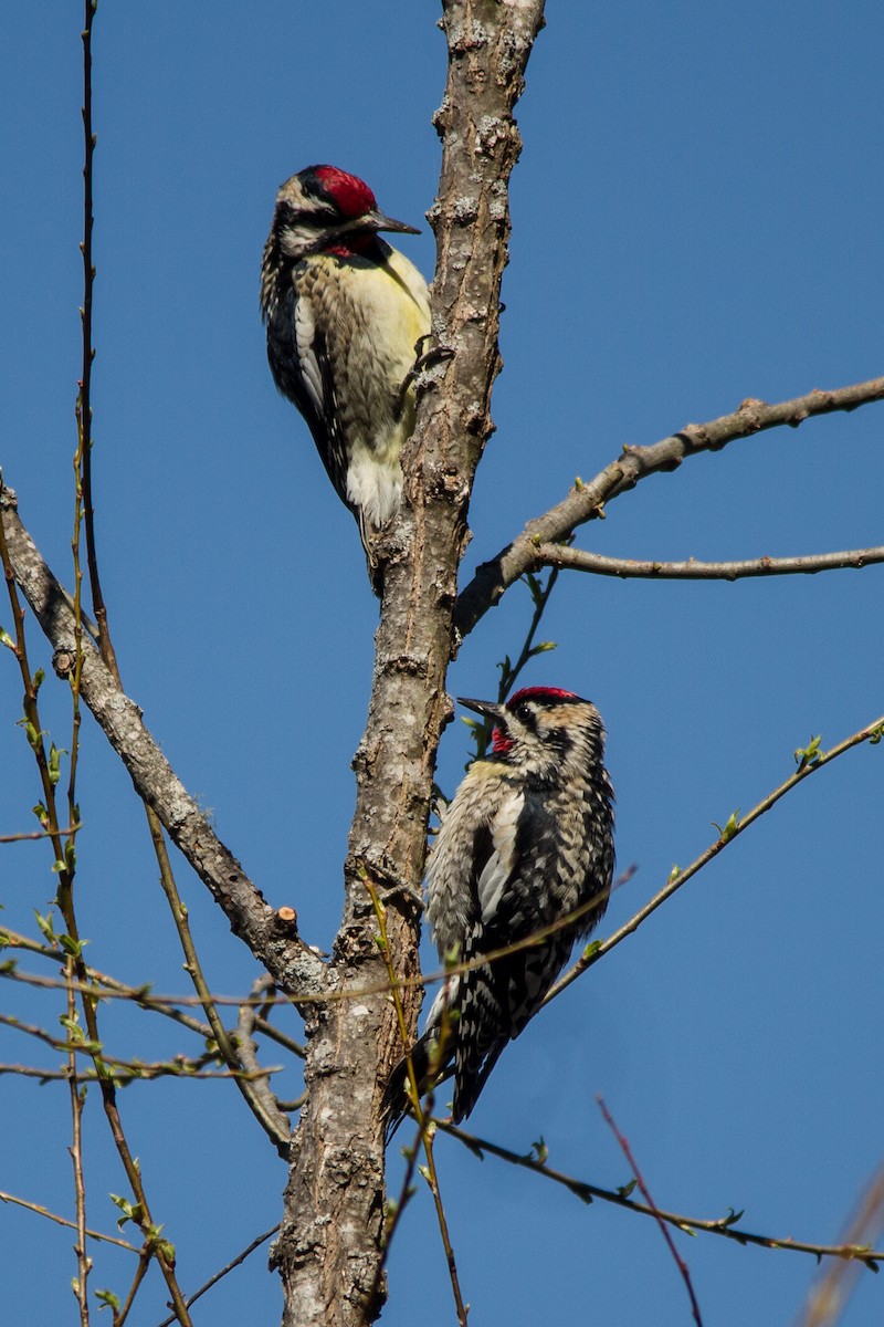 Yellow-bellied Sapsucker - ML52451151