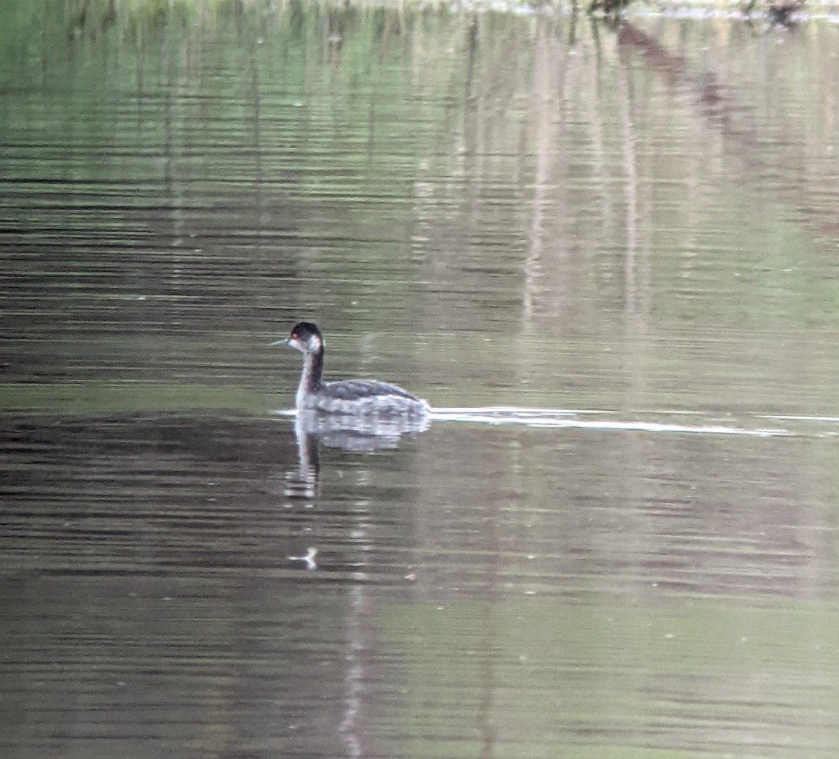 Eared Grebe - ML524512391