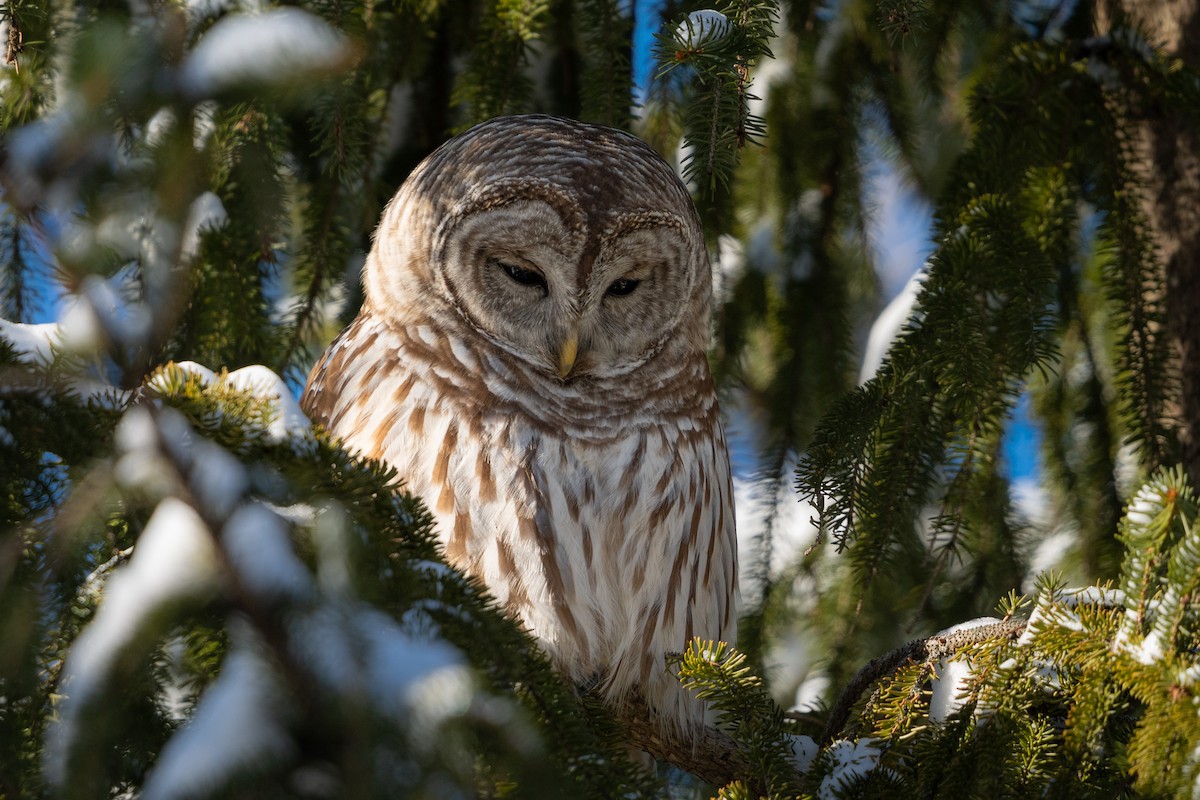 Barred Owl - ML524513681