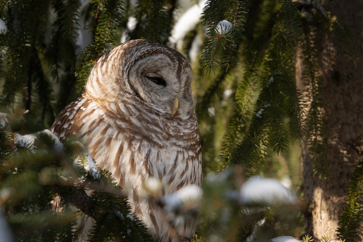 Barred Owl - ML524513711