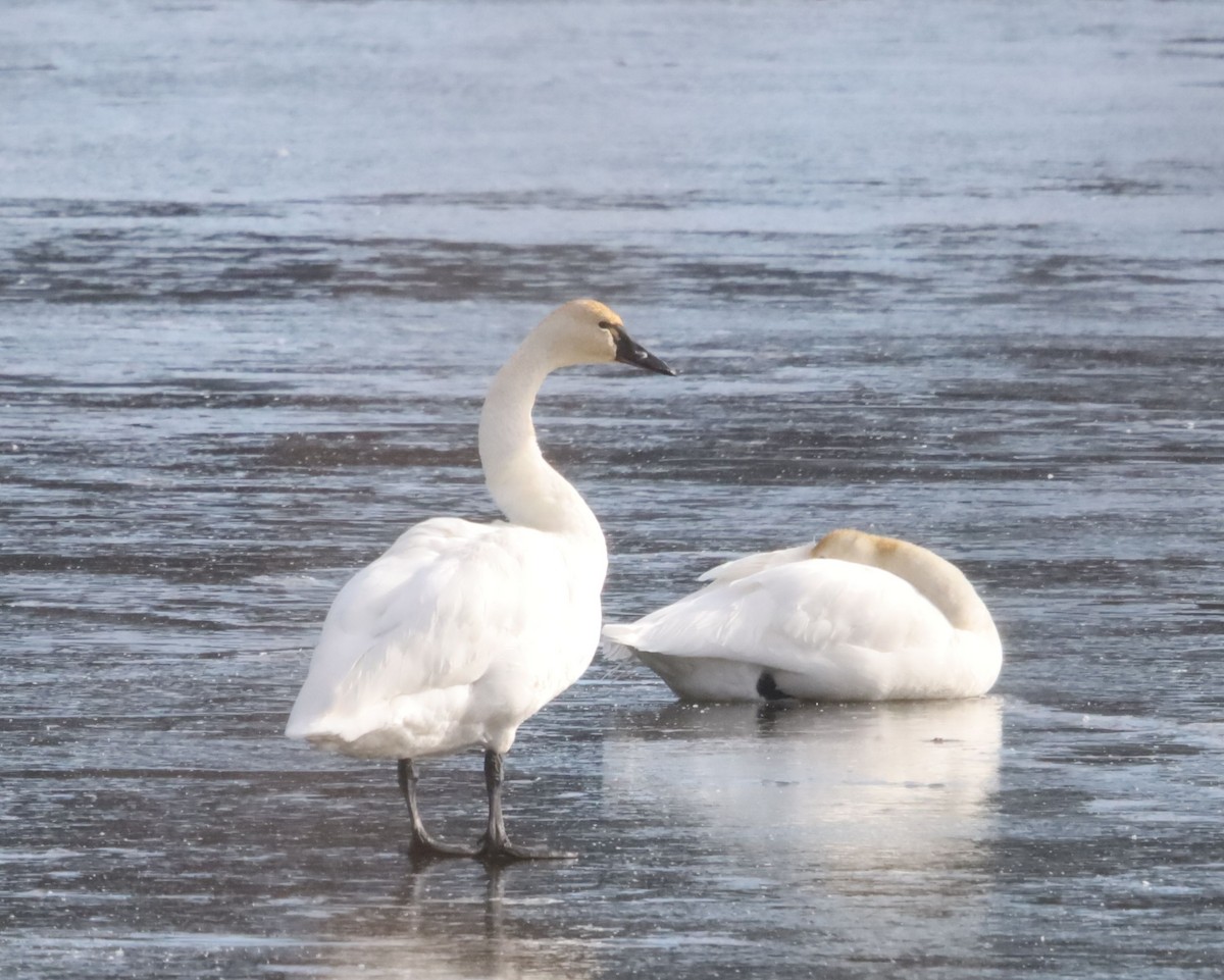 Tundra Swan - ML524517081