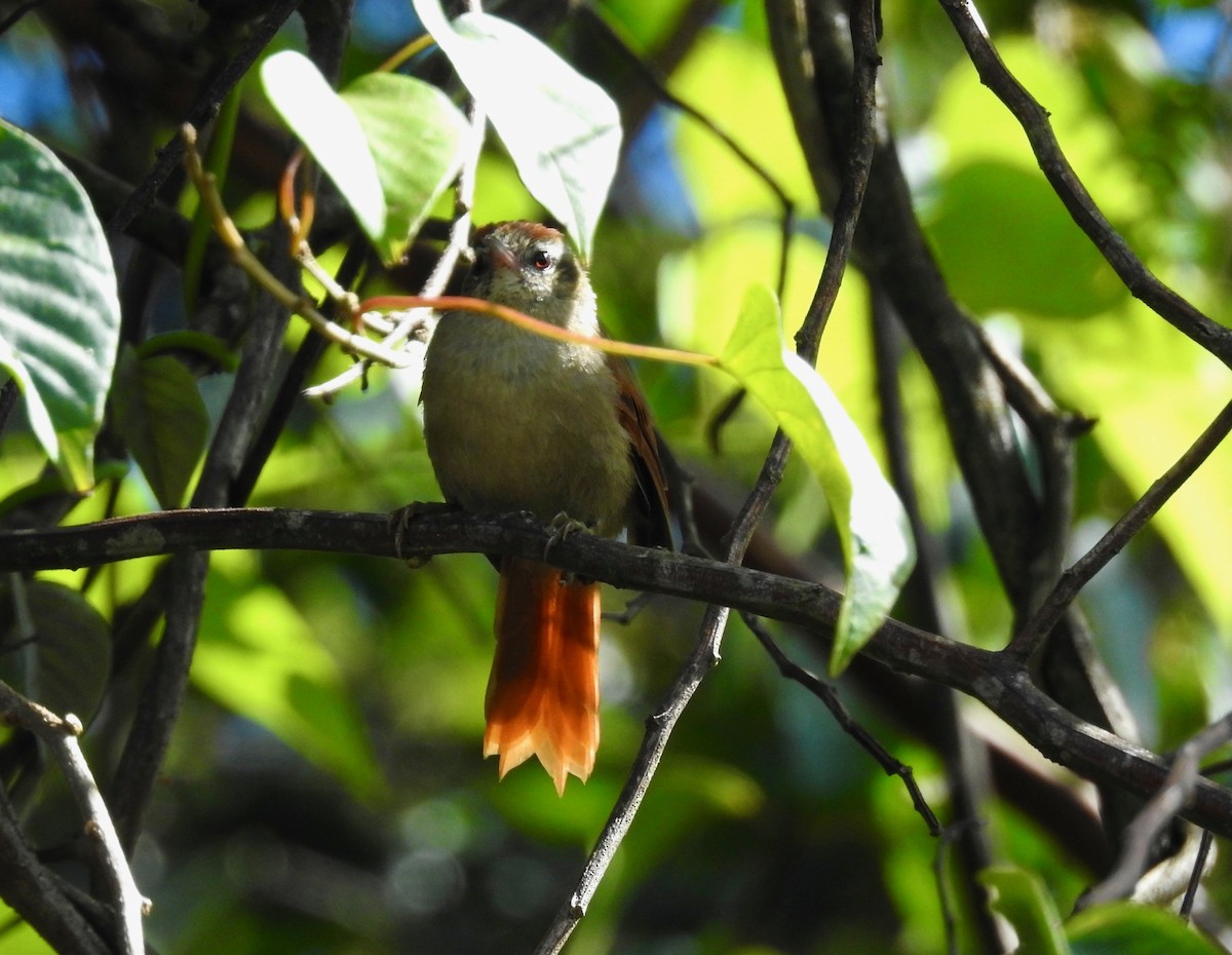 Pallid Spinetail - ML524517791