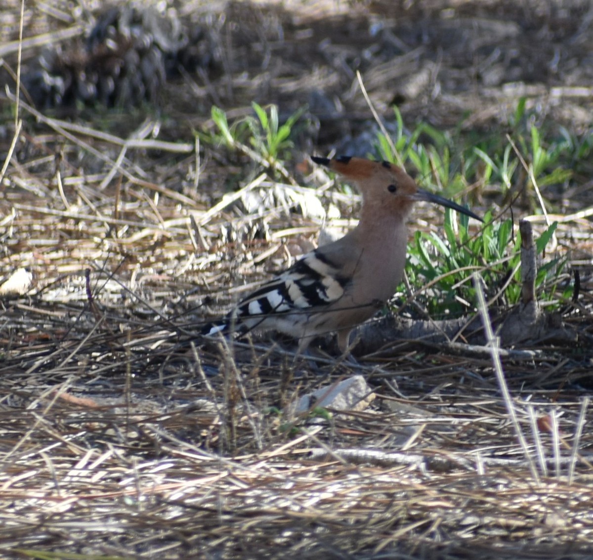 Eurasian Hoopoe - Sally Anderson