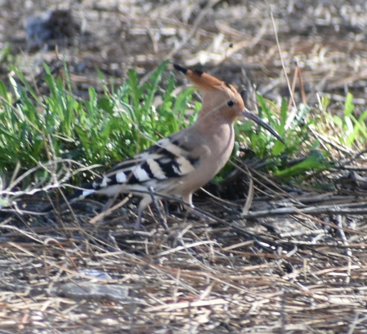 Eurasian Hoopoe - ML524518691