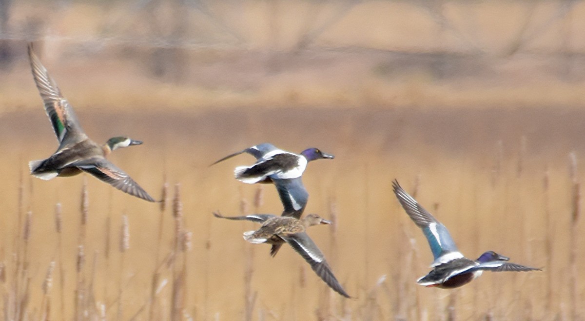 Northern Shoveler x Gadwall (hybrid) - Steven Mlodinow