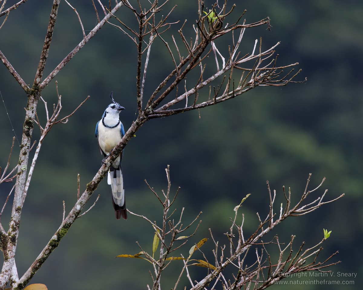 White-throated Magpie-Jay - ML524520761