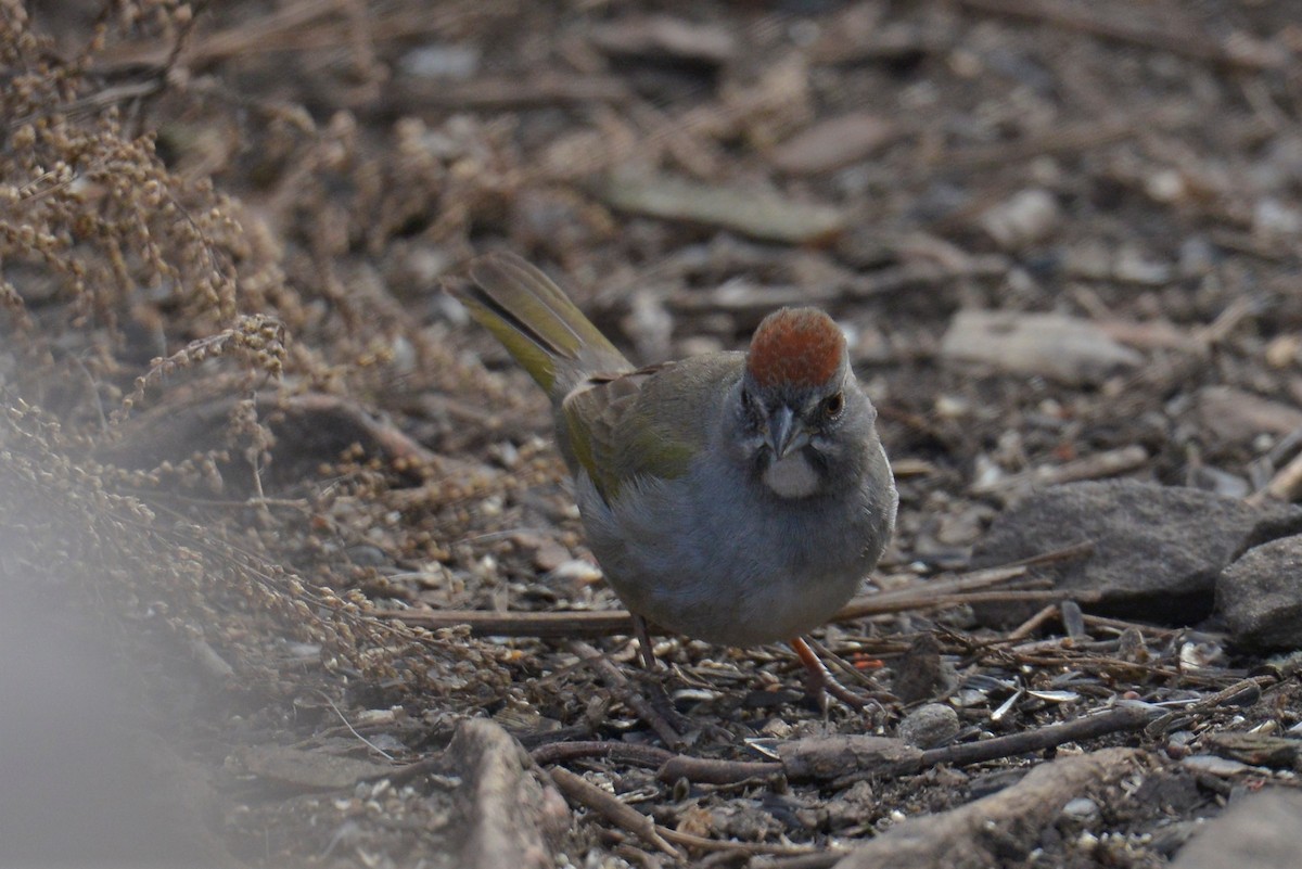 Green-tailed Towhee - Brian Ahern-Wilson