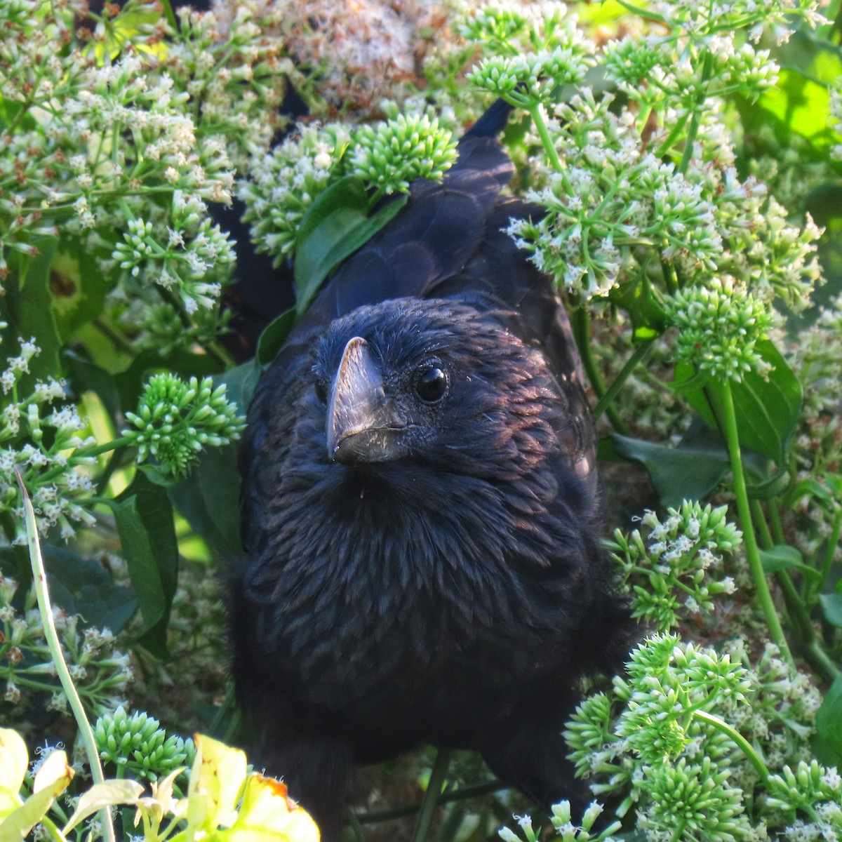 Smooth-billed Ani - ML524524791