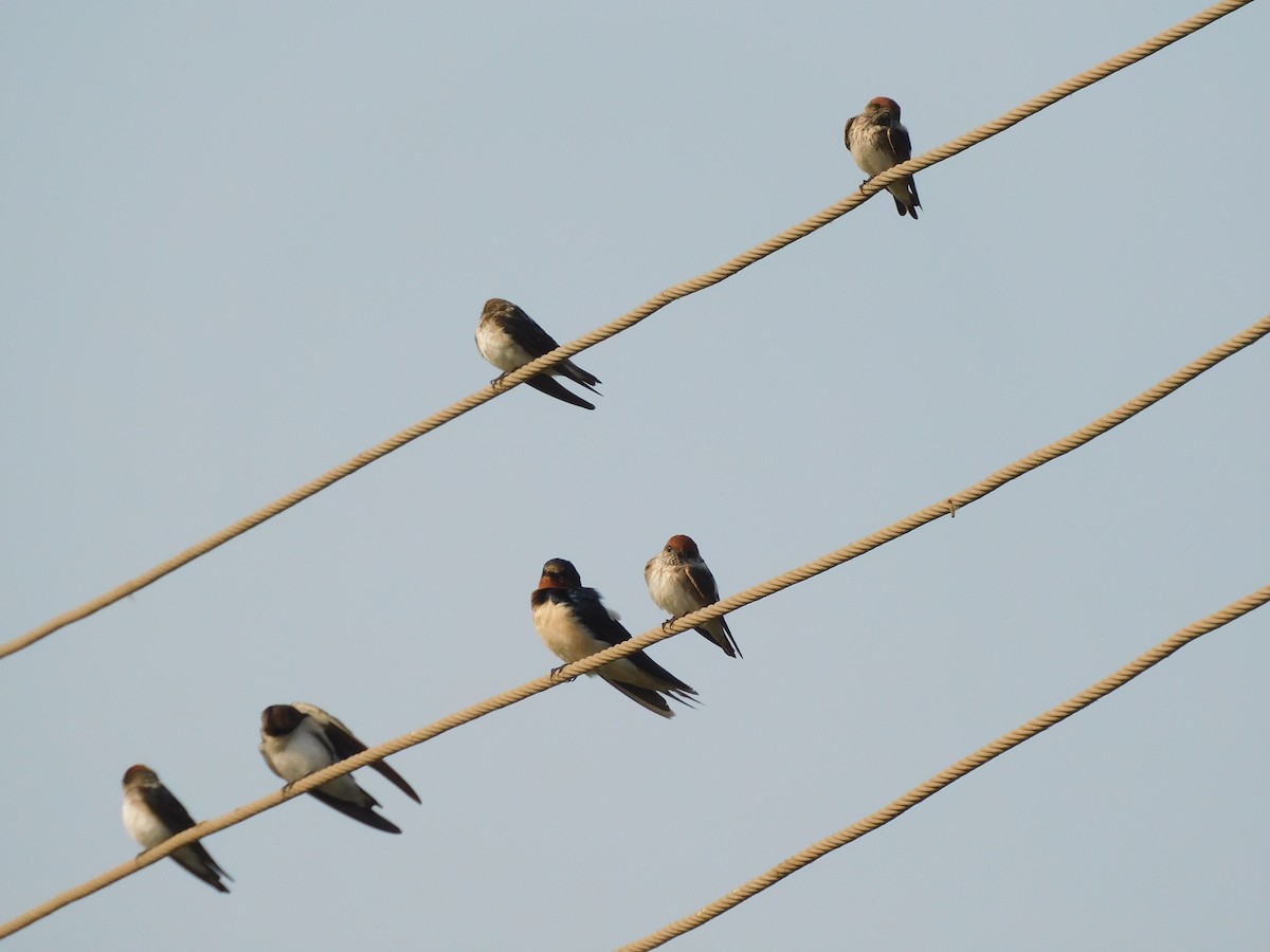 Barn Swallow - Shilpa Gadgil
