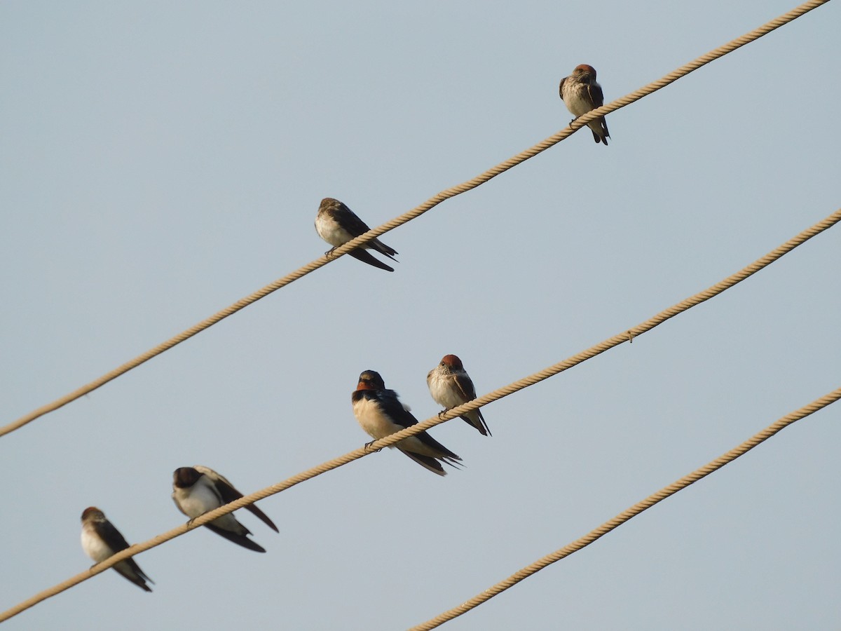 Barn Swallow - ML524525701