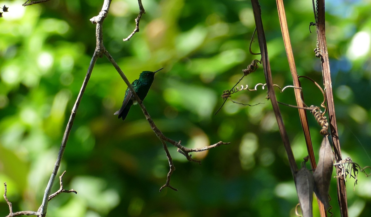 Garden Emerald - ML524526321