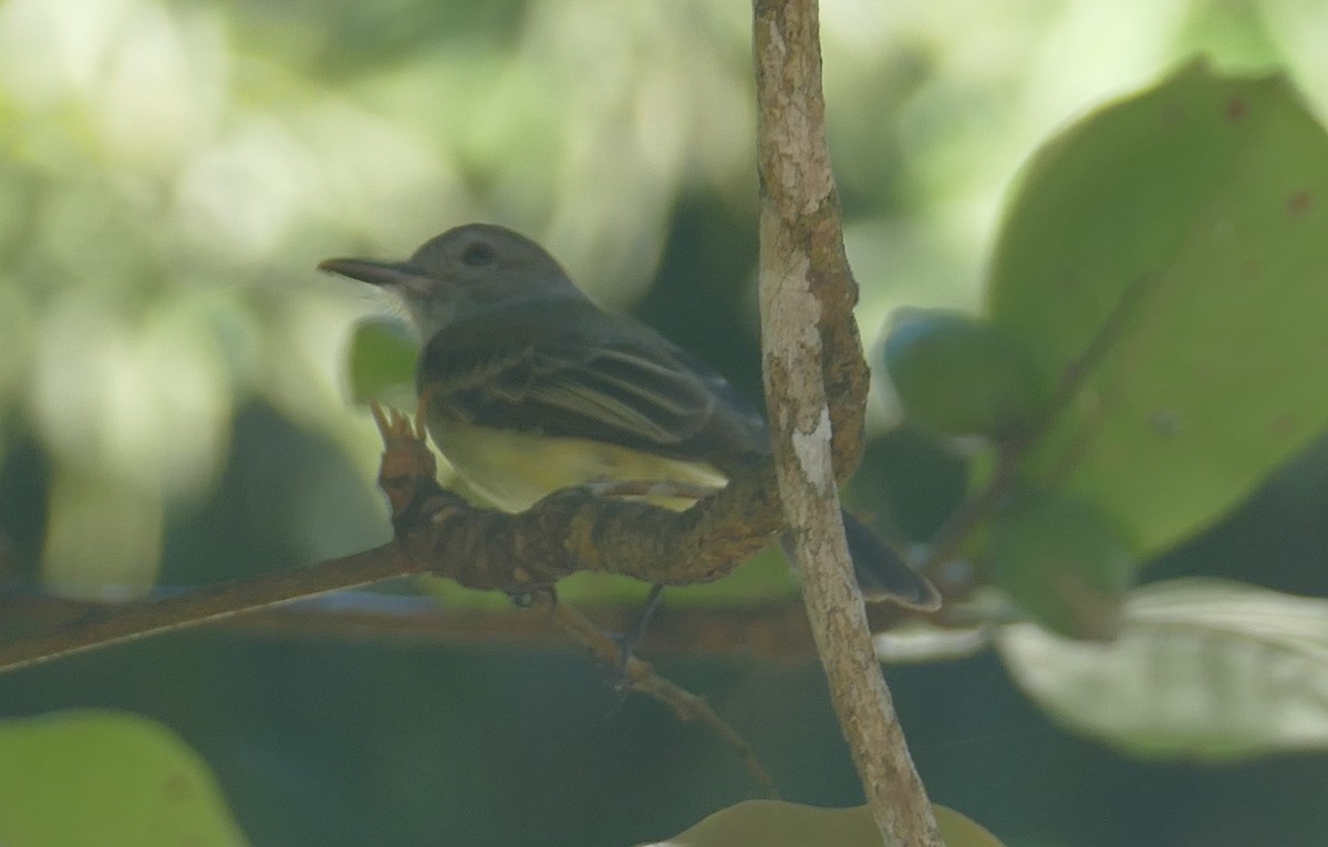 Panama Flycatcher - ML524527281