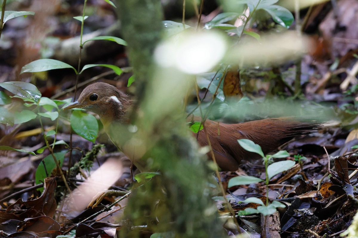 Роутело бурий - ML524528501