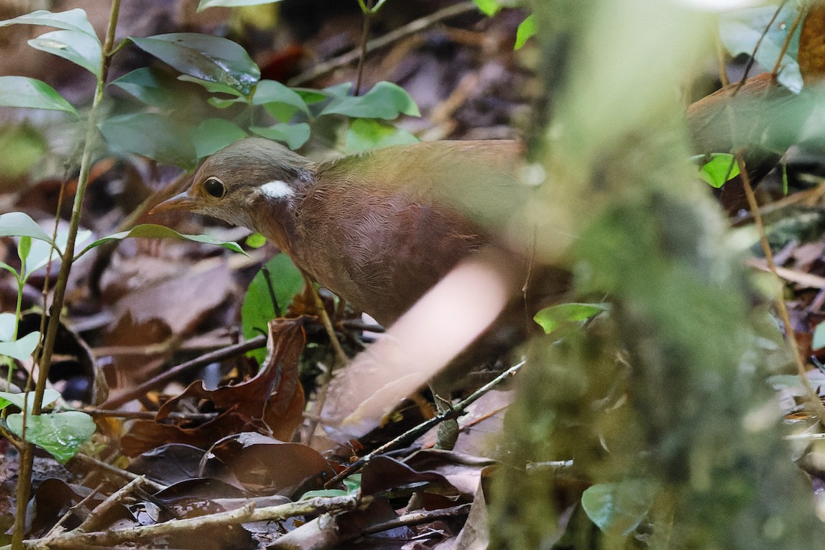 Роутело бурий - ML524528511