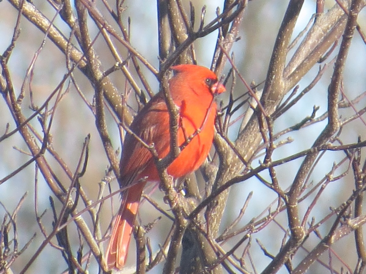 Northern Cardinal - ML524529131