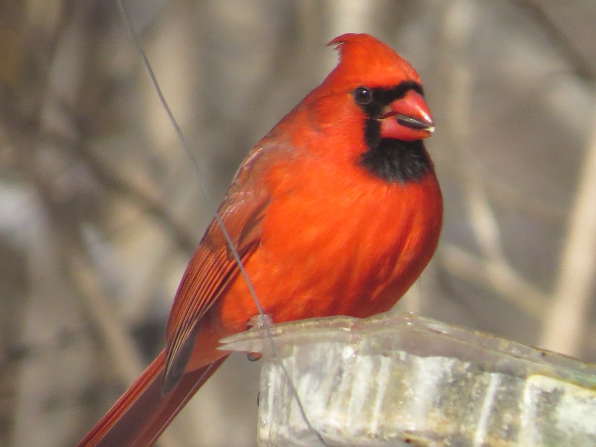 Cardenal Norteño - ML524530961