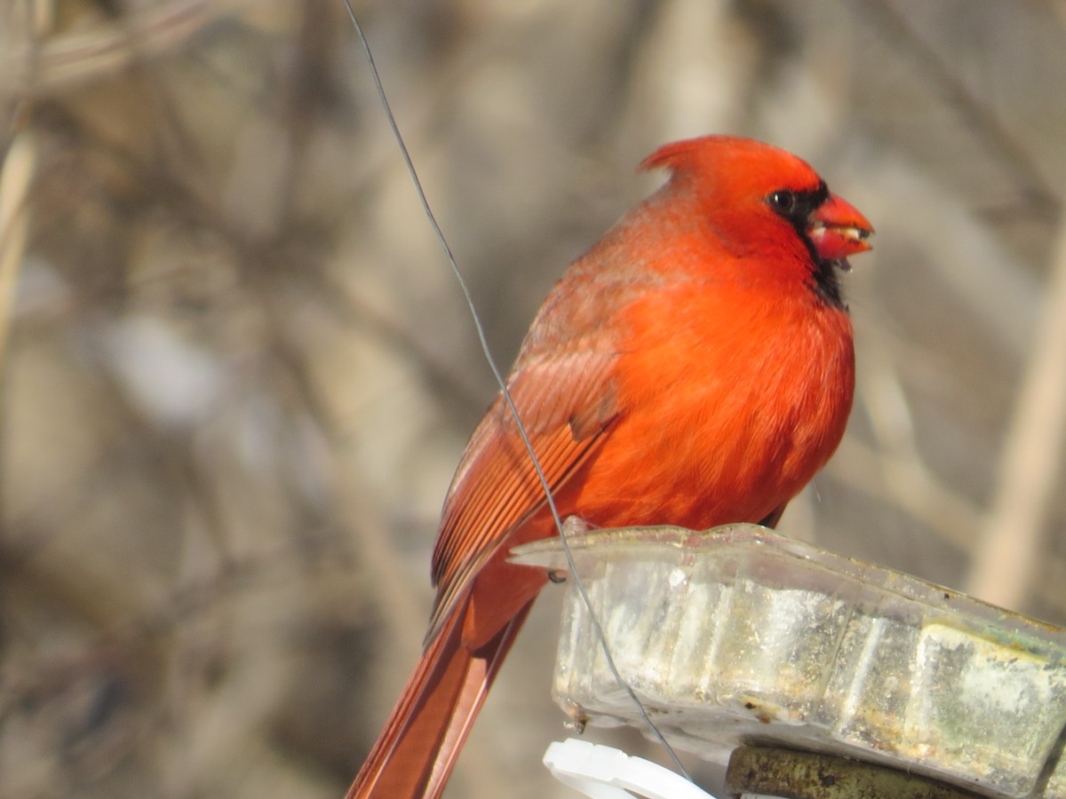 Northern Cardinal - ML524531081