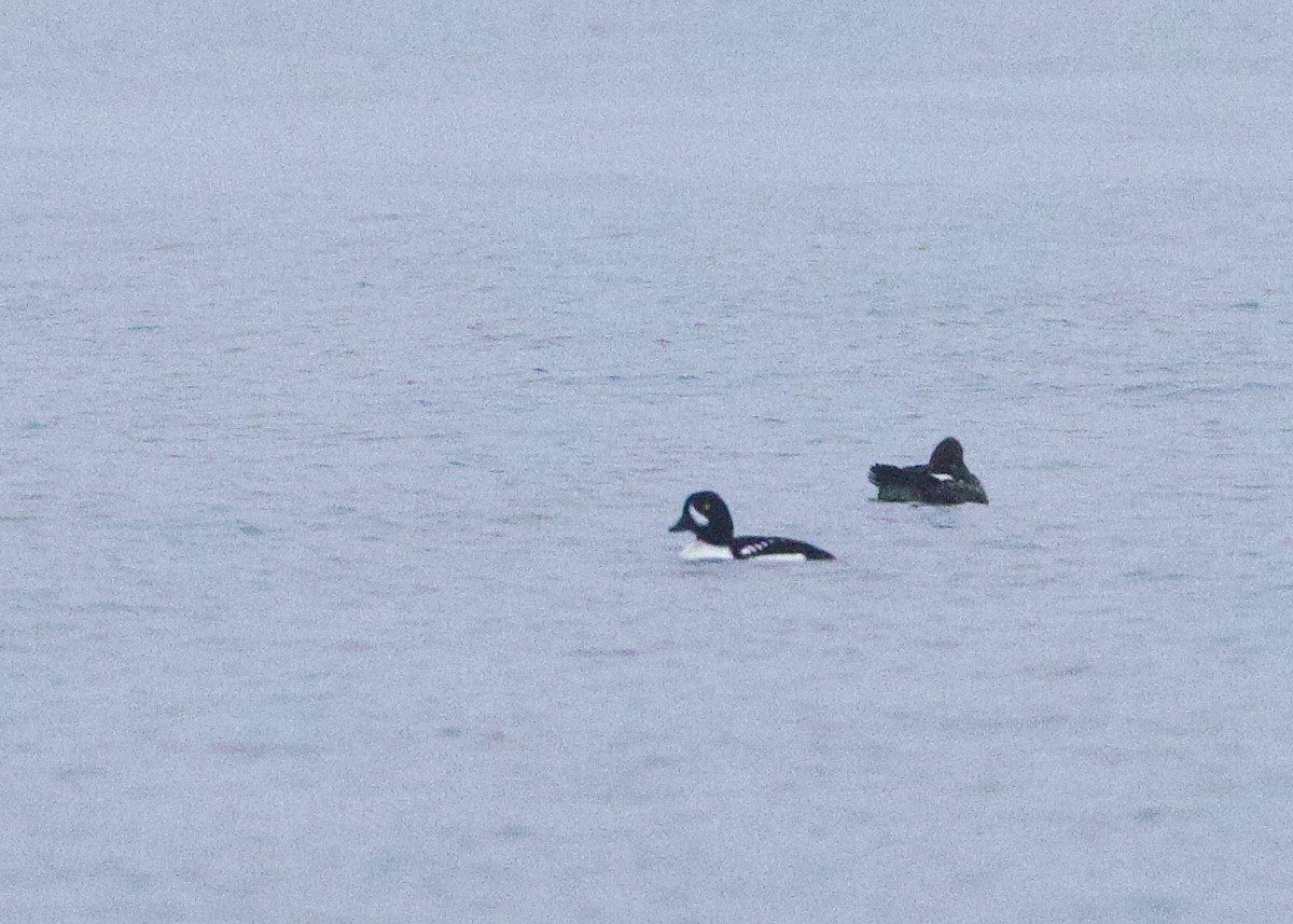 Barrow's Goldeneye - Darlene J McNeil