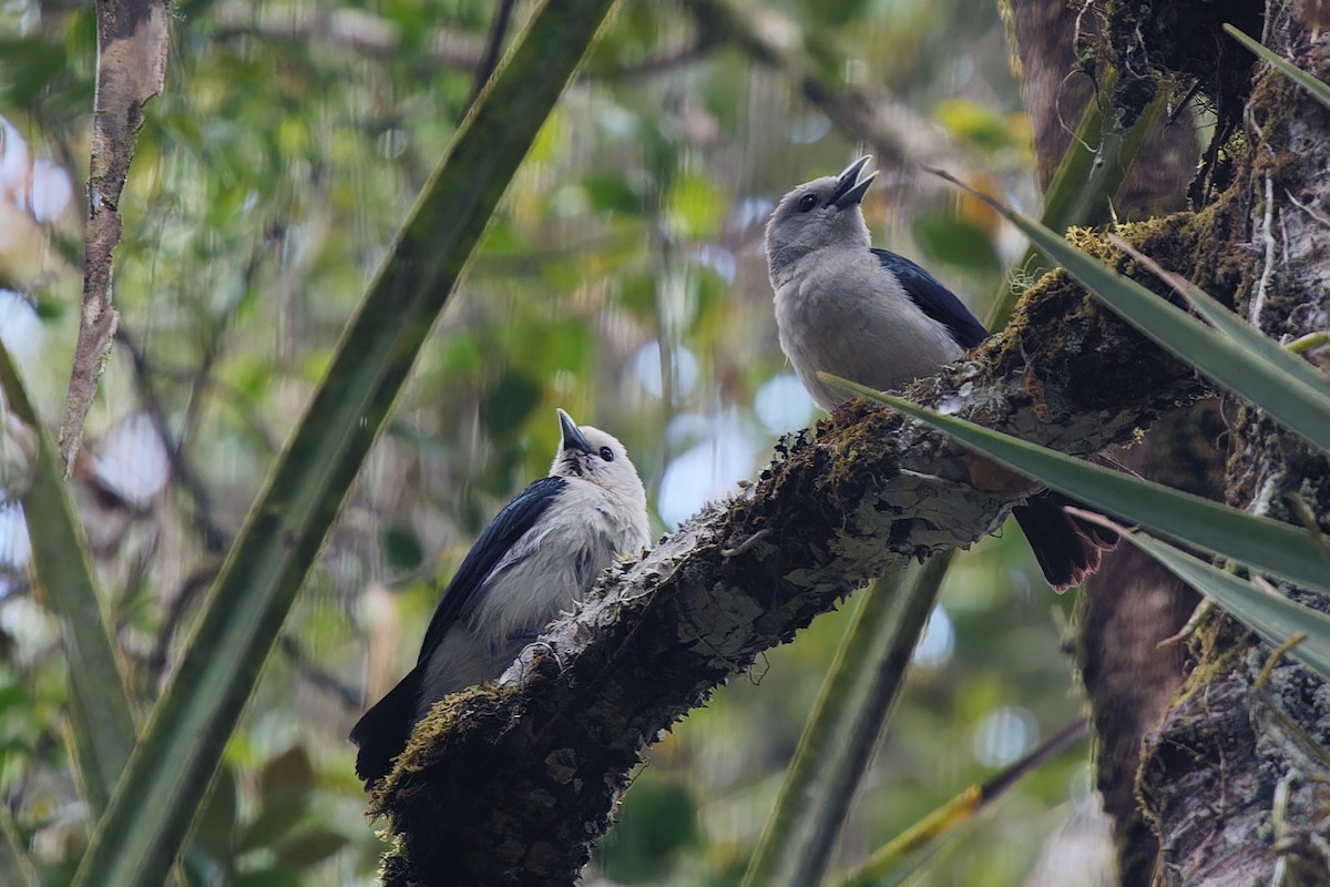 Ванга білоголова - ML524532521