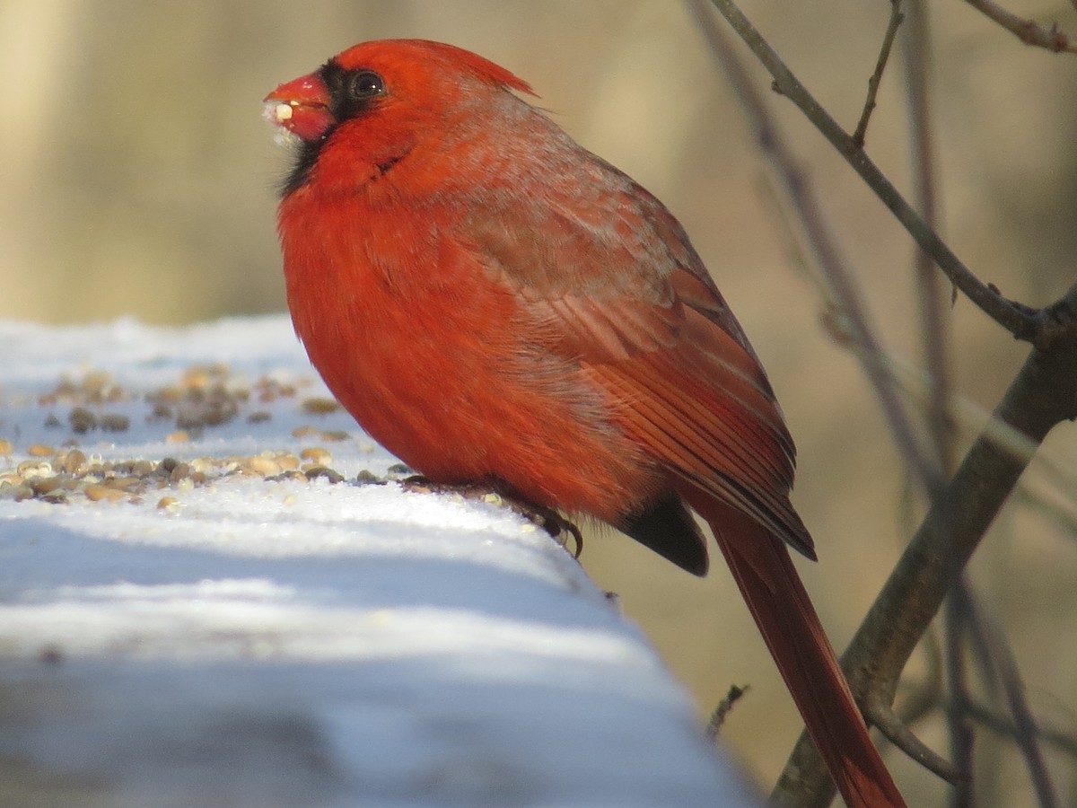 Cardenal Norteño - ML524532581