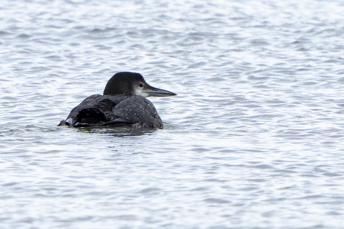Common Loon - Ben Nieman