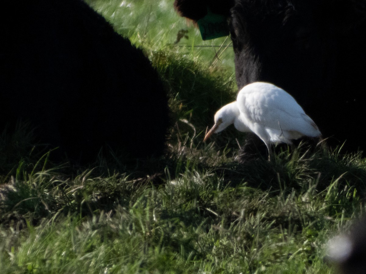 Western Cattle Egret - Kellen Apuna