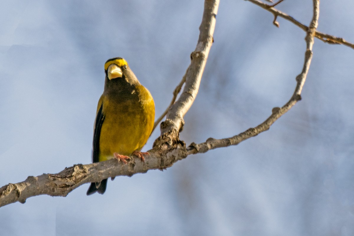 Evening Grosbeak - ML524534661