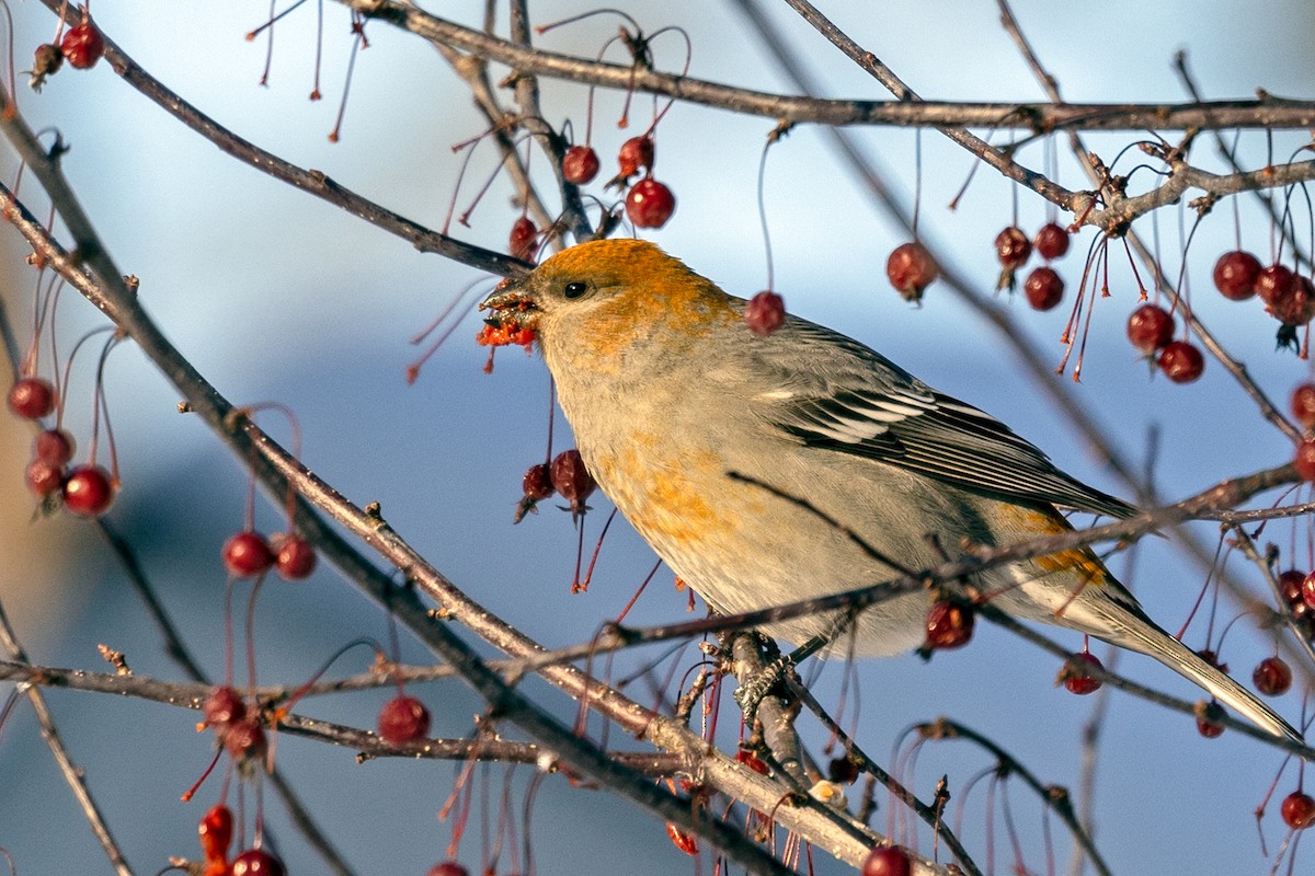 Pine Grosbeak - ML524534871