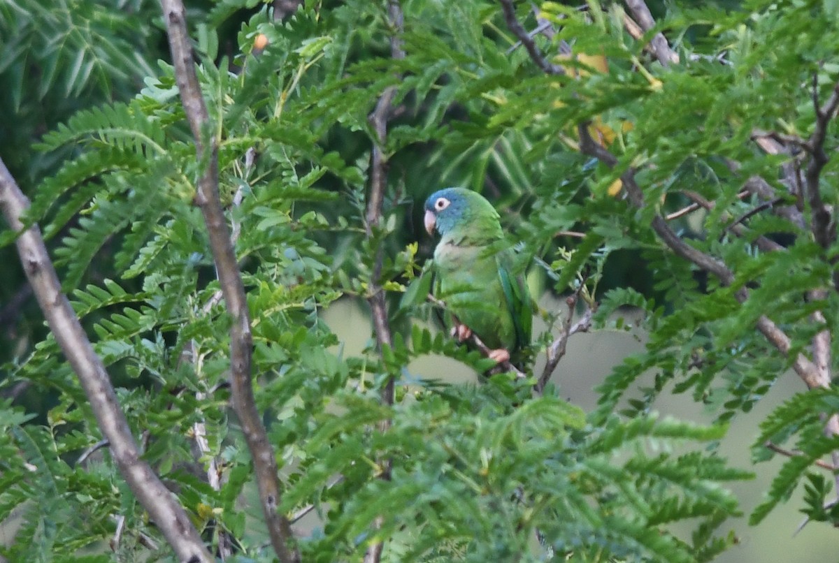Blue-crowned Parakeet - ML524538891