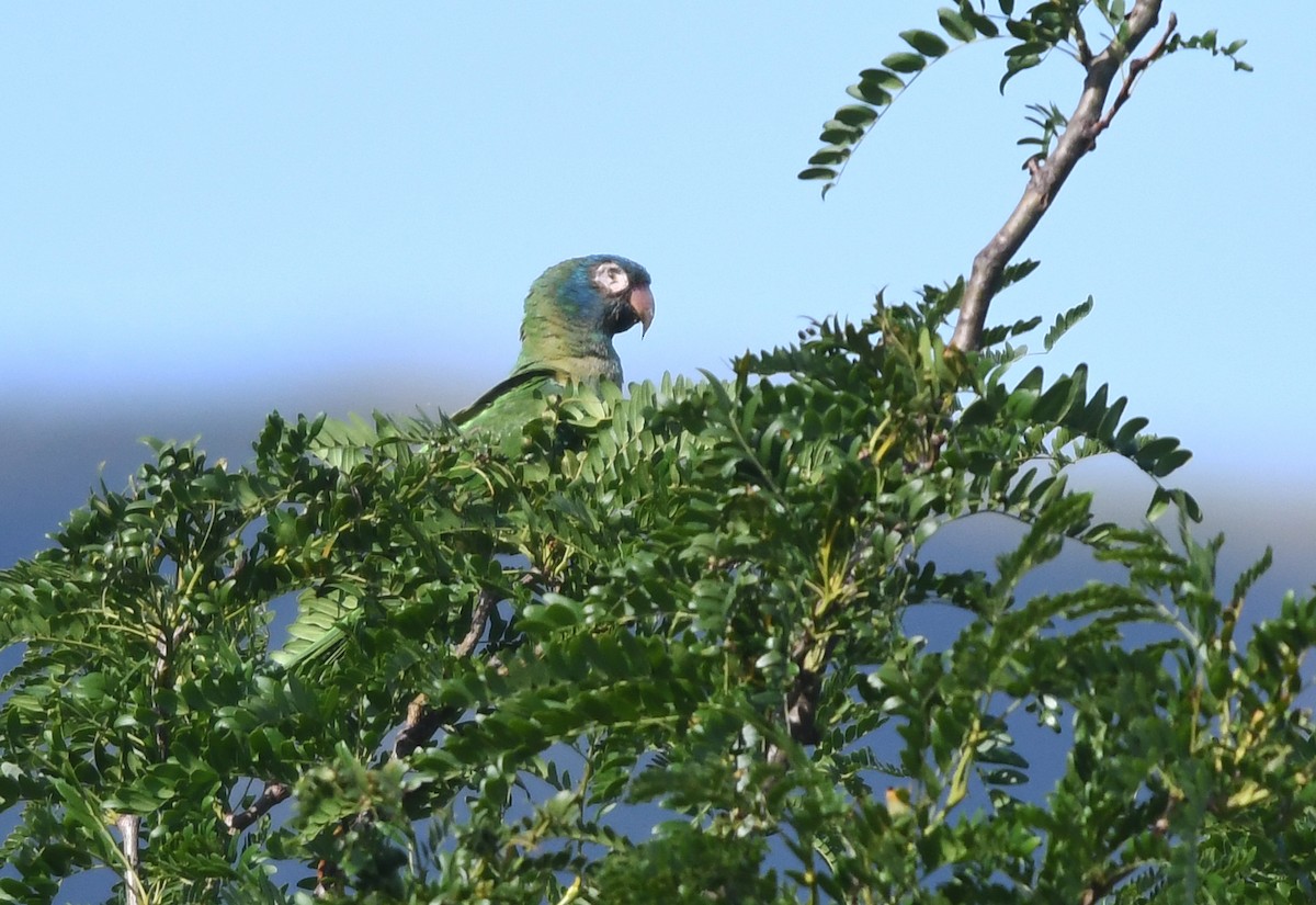 aratinga modročelý - ML524538901