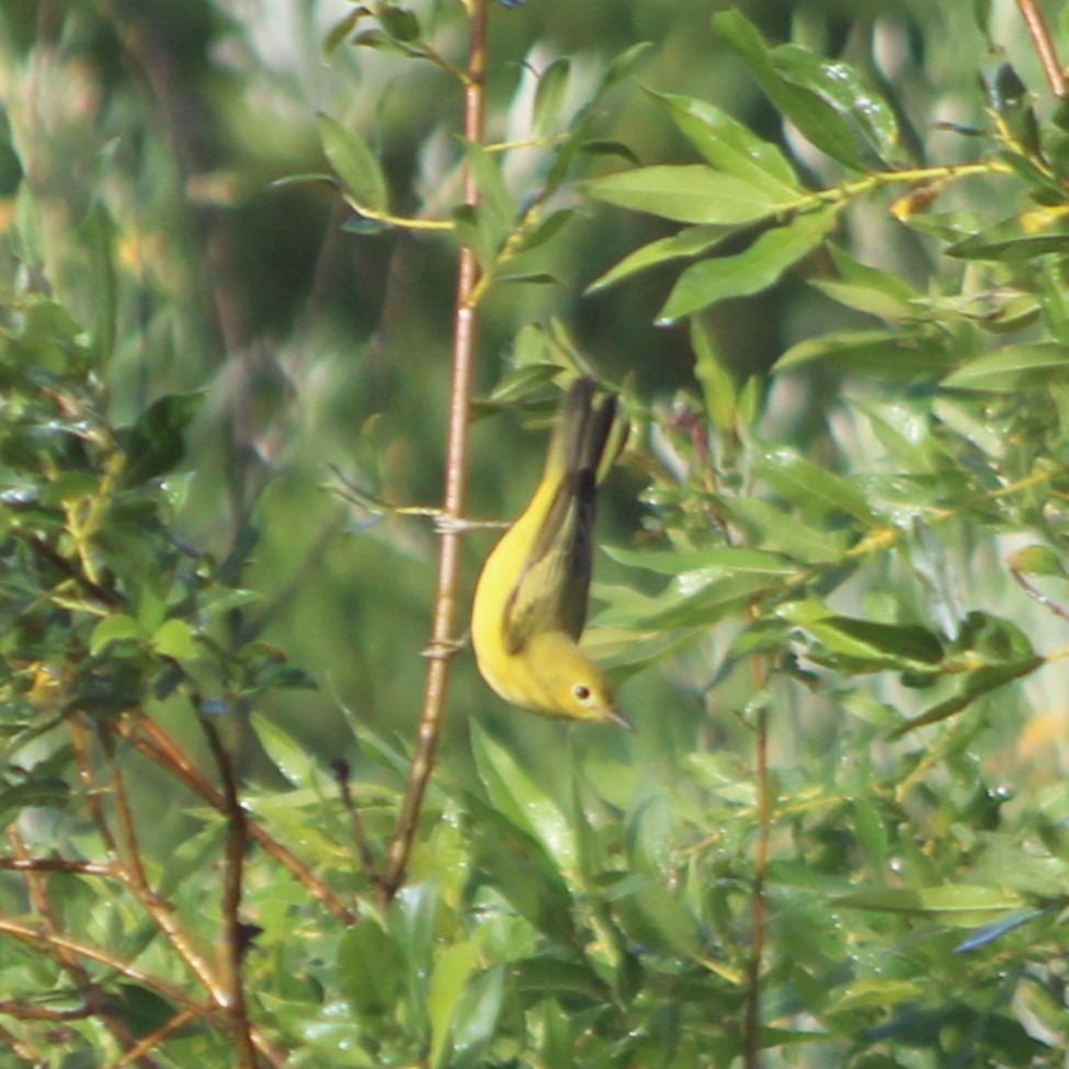 Yellow Warbler - ML524539201