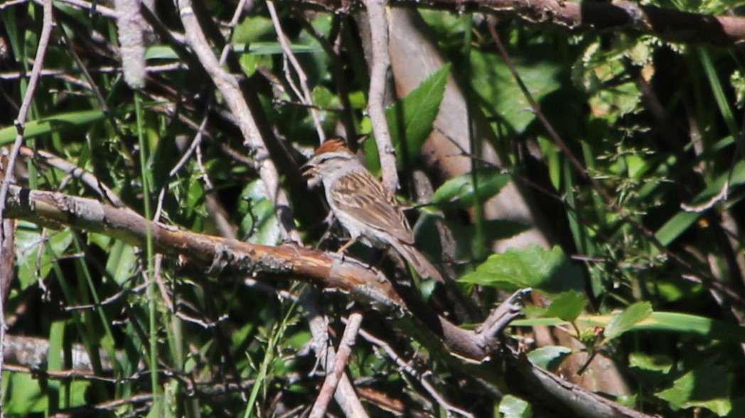 Chipping Sparrow - ML524539221