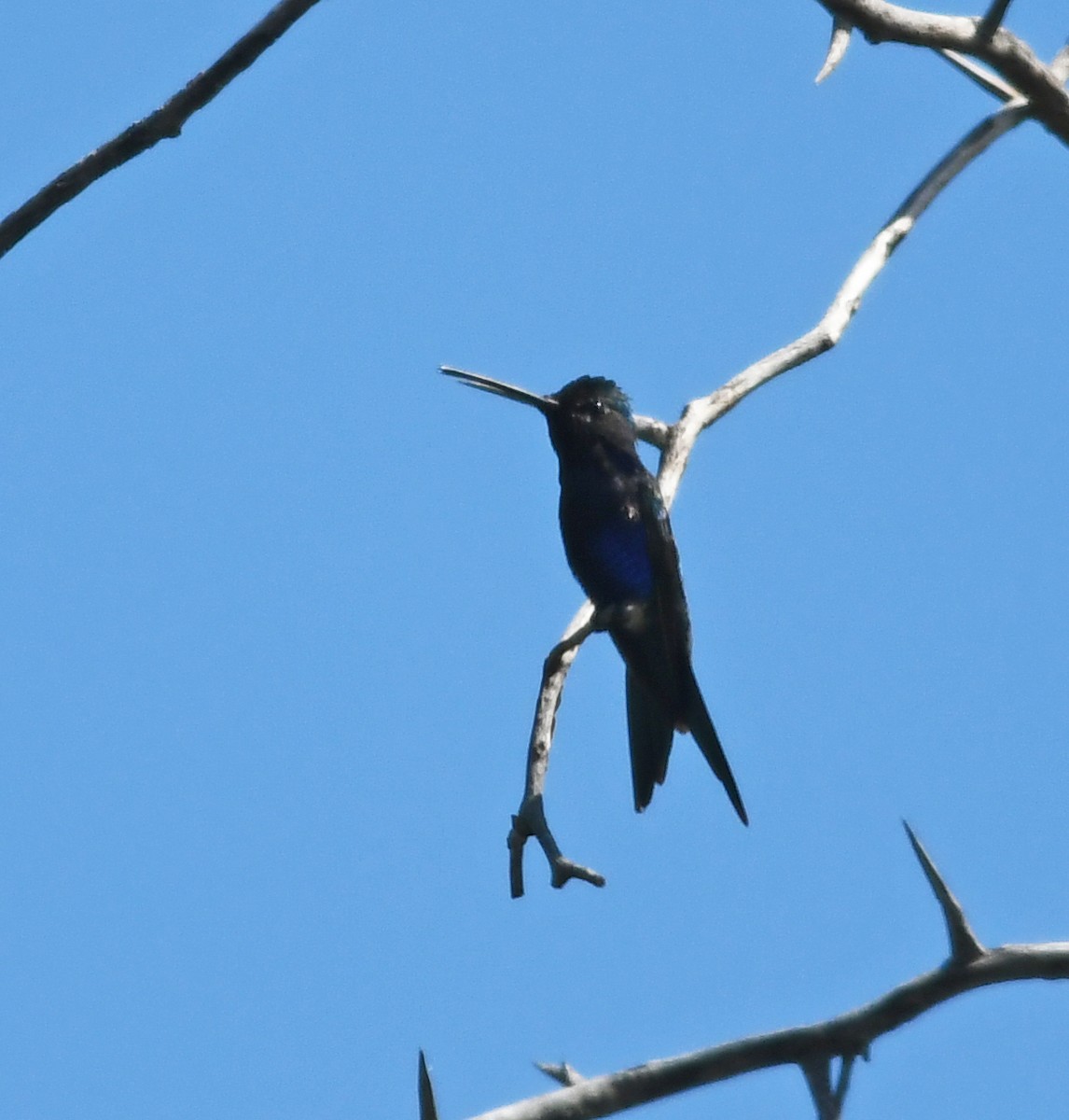 Blue-tufted Starthroat - ML524539631