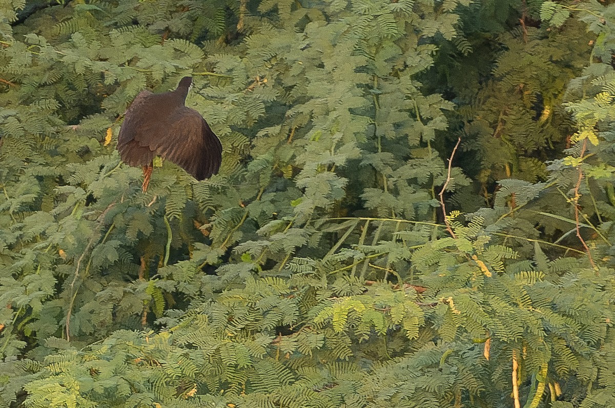 White-breasted Waterhen - ML524539701