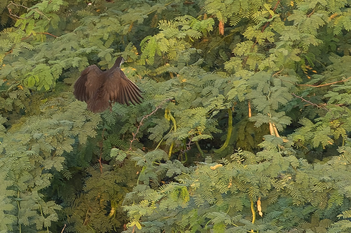 White-breasted Waterhen - ML524539711